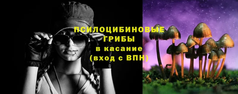 Псилоцибиновые грибы Cubensis  Зуевка 